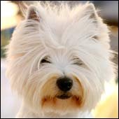 Mascotas y ni�os en peligro